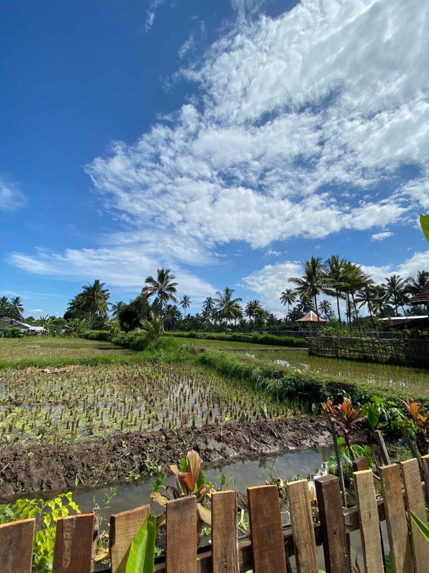 Alfarizi Homestay Tetebatu Kültér fotó